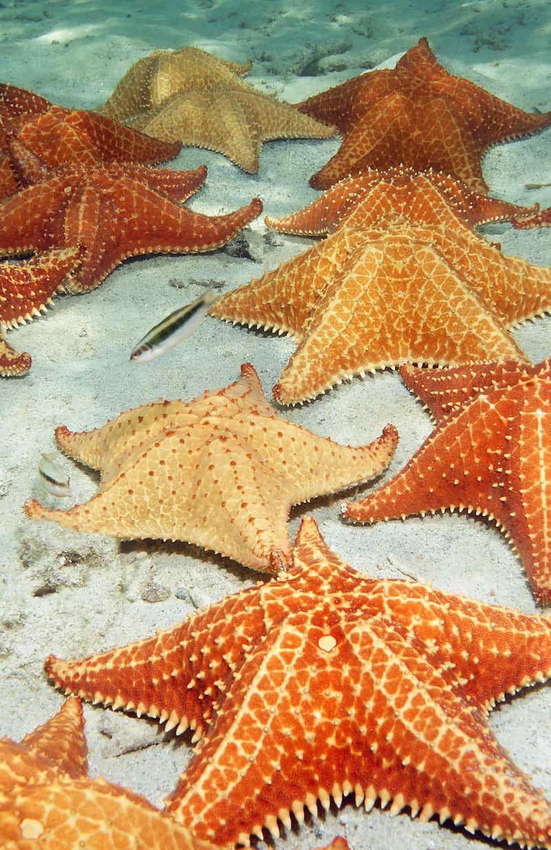 With white sand beaches & colorful starfish, El Cielo is one of the most popular tours to do in Cozumel.