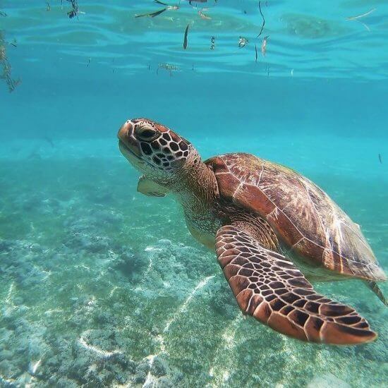 Akumal known for marine turtles