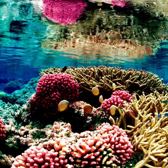 guardians of biodiversity in the sea puerto morelos