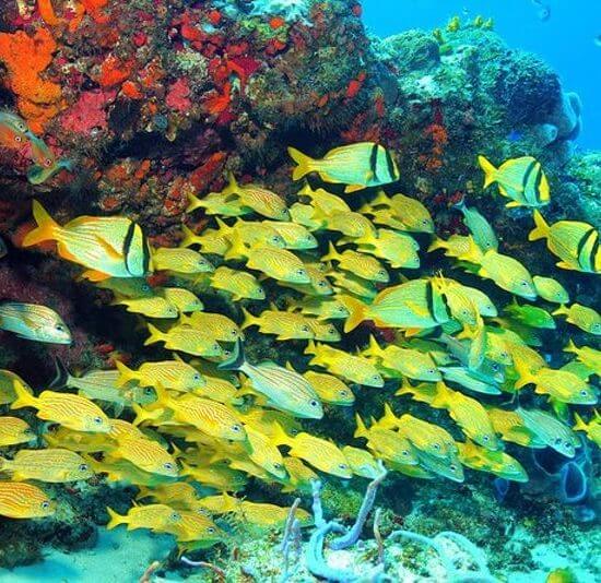 reef coral puerto morelos