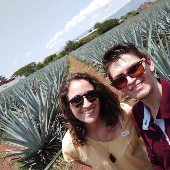 blue agave fields